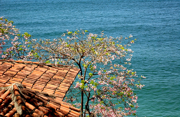 Amapas, on the Stairs Down to Los Muertos Amapas, on the Stairs Down to Los Muertos