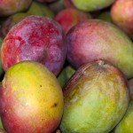 Fresh Mangoes Fresh Mangoes
