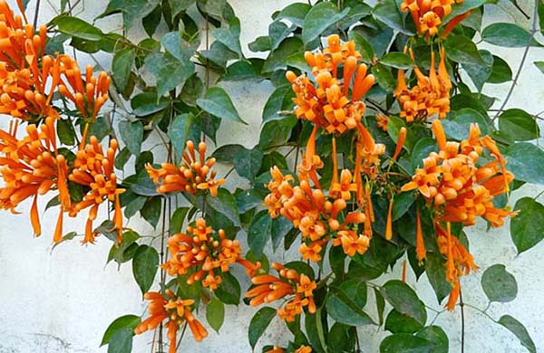 A Typical Sight – Flowers Hanging Over a Wall