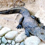 Alligator at the Vallarta Zoo Alligator at the Vallarta Zoo