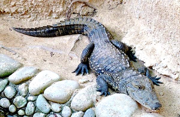 Alligator at the Vallarta Zoo