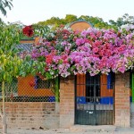 Bouganvillas Abound in Vallarta Bouganvillas Abound in Vallarta