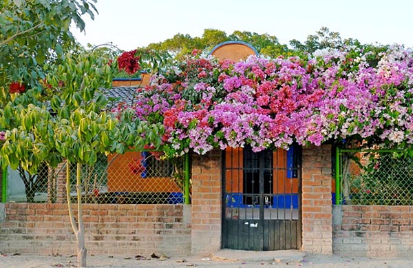 Bouganvillas Abound in Vallarta