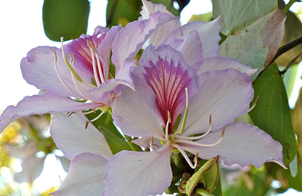 Vallarta Botanical Gardens