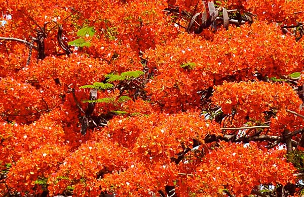 One of Many Beautiful Tabachin Trees
