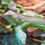 Friendly Vallarta Iguanas Friendly Vallarta Iguanas