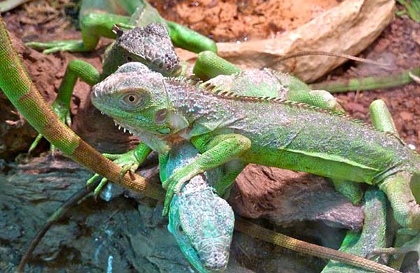 Friendly Vallarta Iguanas