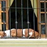 Siesta Time Siesta Time