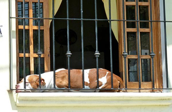 Siesta Time