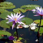 Water Lillies at the Botanical Water Lillies at the Botanical Garden