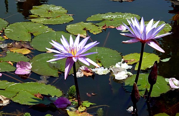 Water Lillies at the Botanical Garden