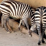 Zebras at the Vallarta Zoo Zebras at the Vallarta Zoo