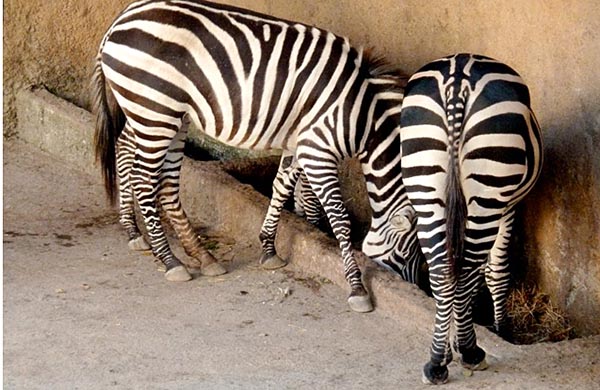 Zebras at the Vallarta Zoo